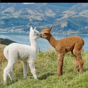 OFFERS NEEDED 4 TODAYS SHIPPING…WILL BE DISCUSSED WITH YOU FOR XMAS ARRIVAL